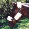 Bridle Cover - Poll Strap