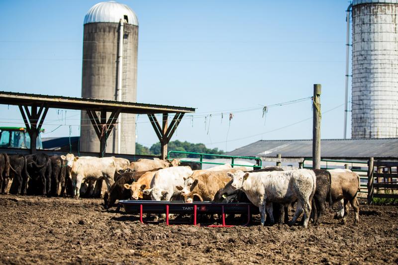 Cattle Bunk Feeder - Poly Tub - 10'