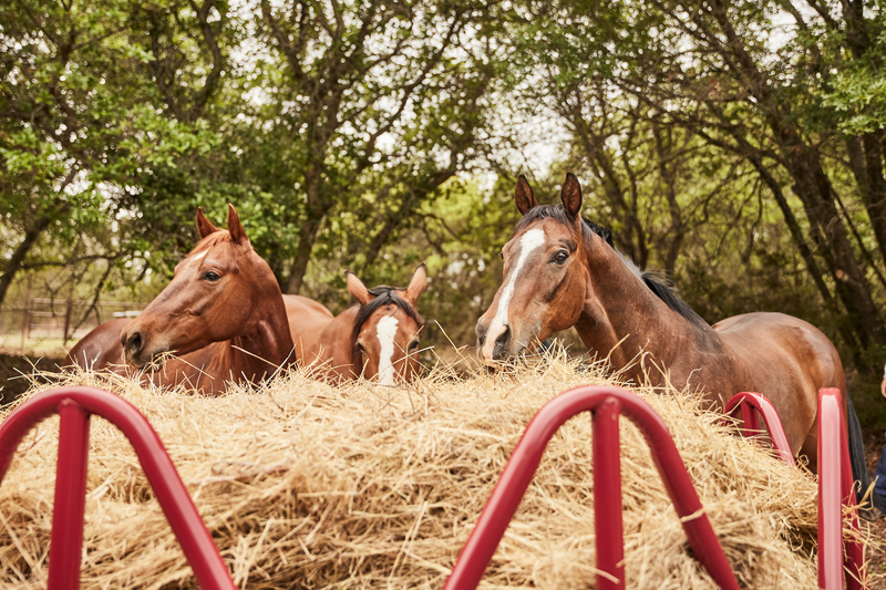Horse Hay Feeder - Heavy Duty