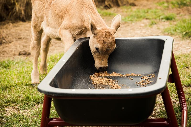 Feed Trough Liner - 10'