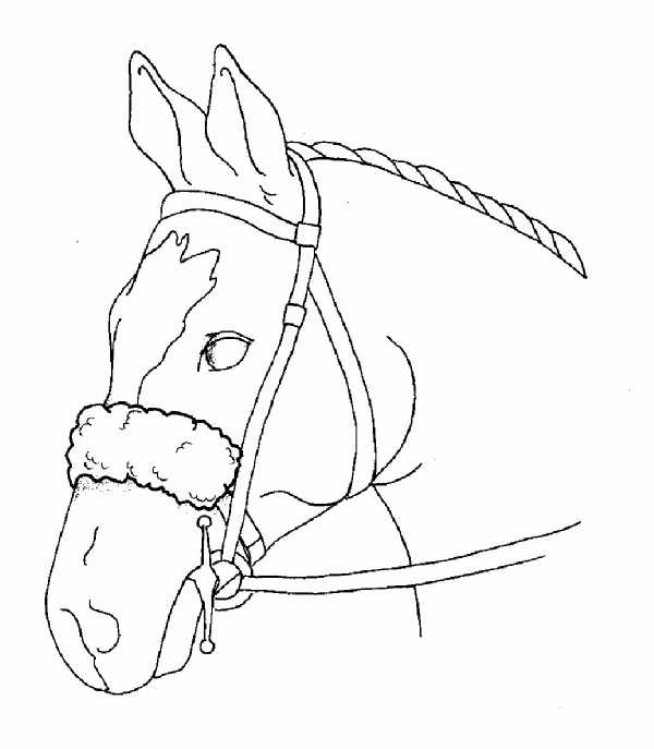 Bridle Cover - Nose Strap