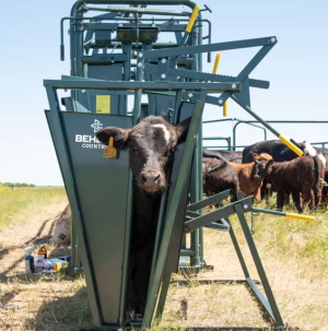 Calf Table with Headgate