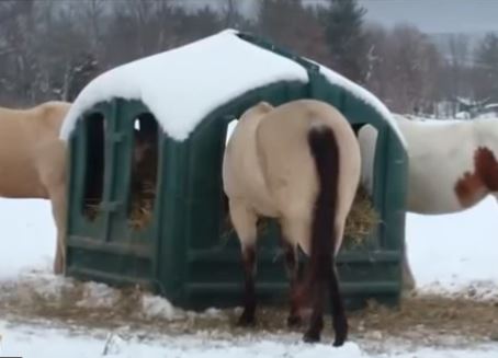Covered Hay Feeder for Horses