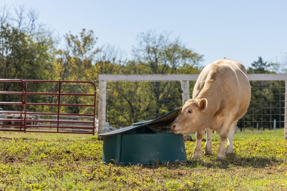 Ground Mineral Feeder - Behlen