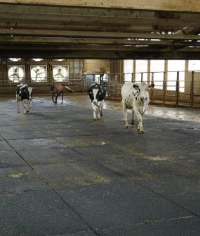 Diary Cattle Mat Kit  100' x 35"
