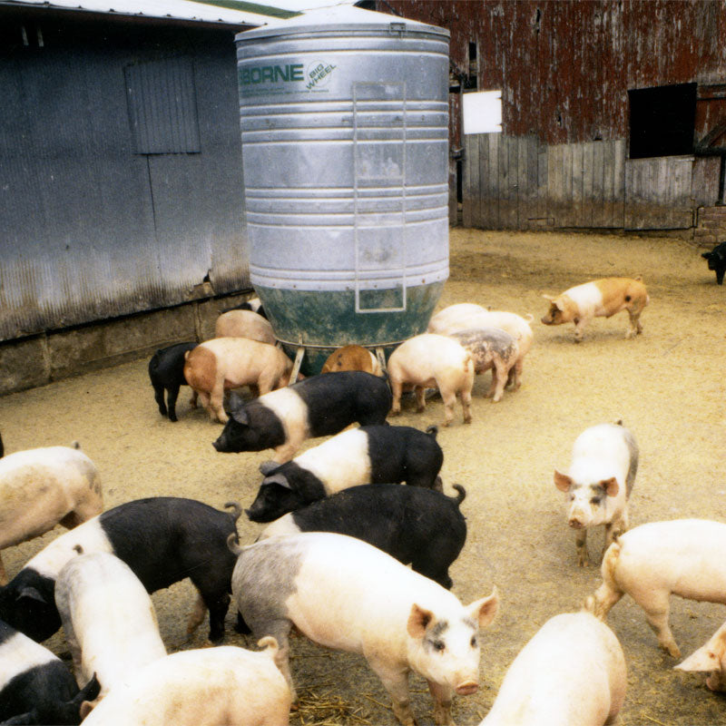 Hog Feeder - 65 bushel