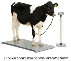 Floor Scale 2,000 capacity