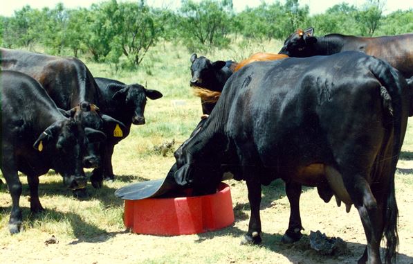 Ground Mineral Feeder