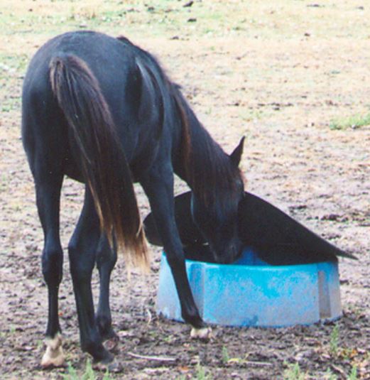 Ground Mineral Feeder