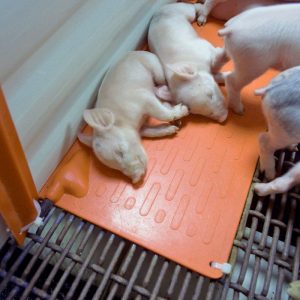 Farrowing Heat Pad - 2' x 3'