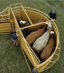Livestock Crowding Tub