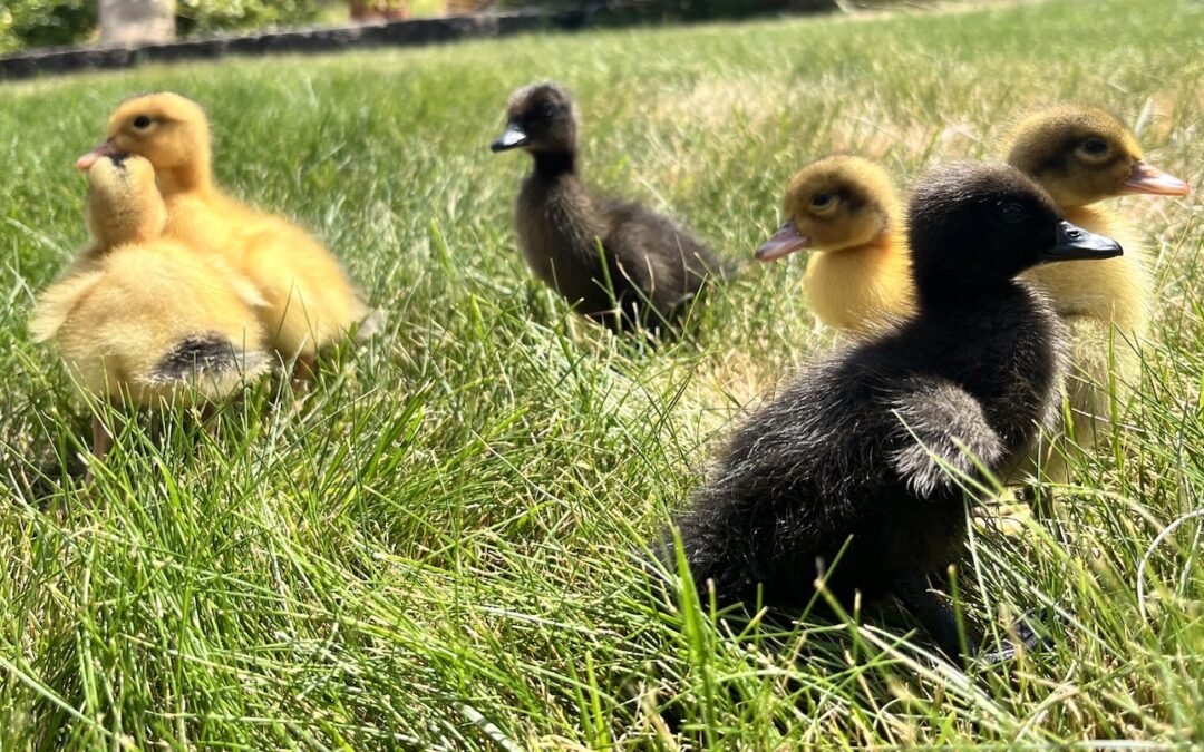 Duck Feed - Organic