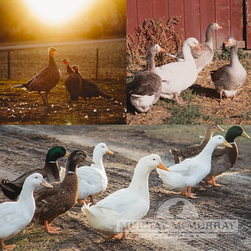 Barnyard Bird Combinations
