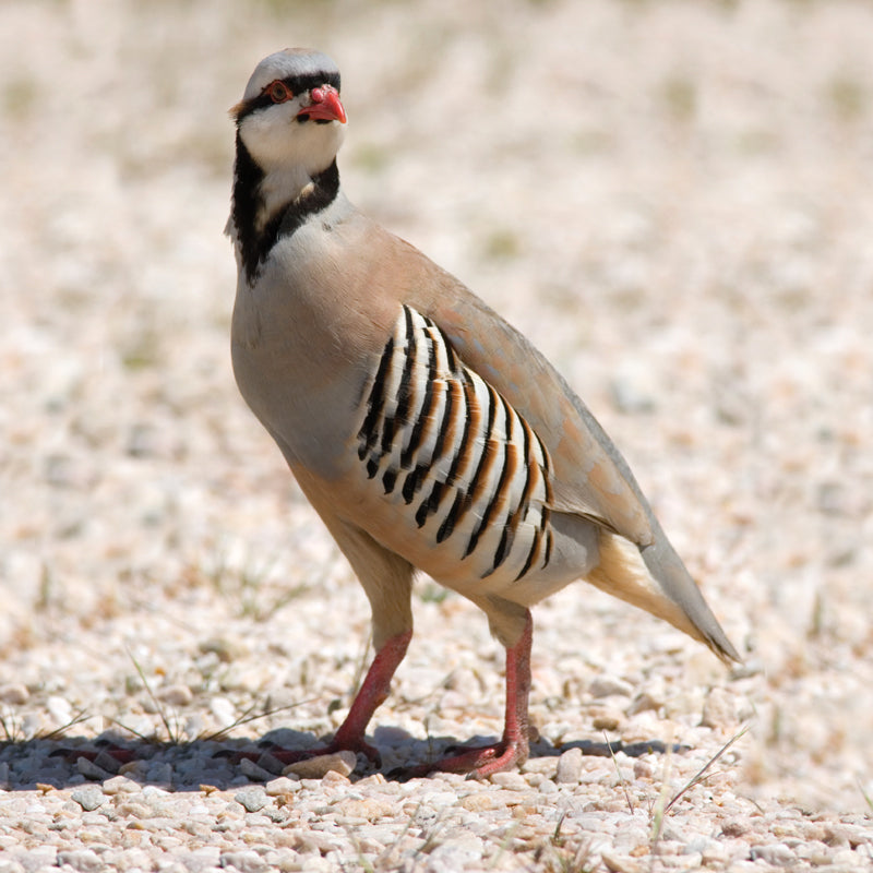 Wild Gamebird Feed - Organic