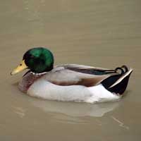 Rouen Duck