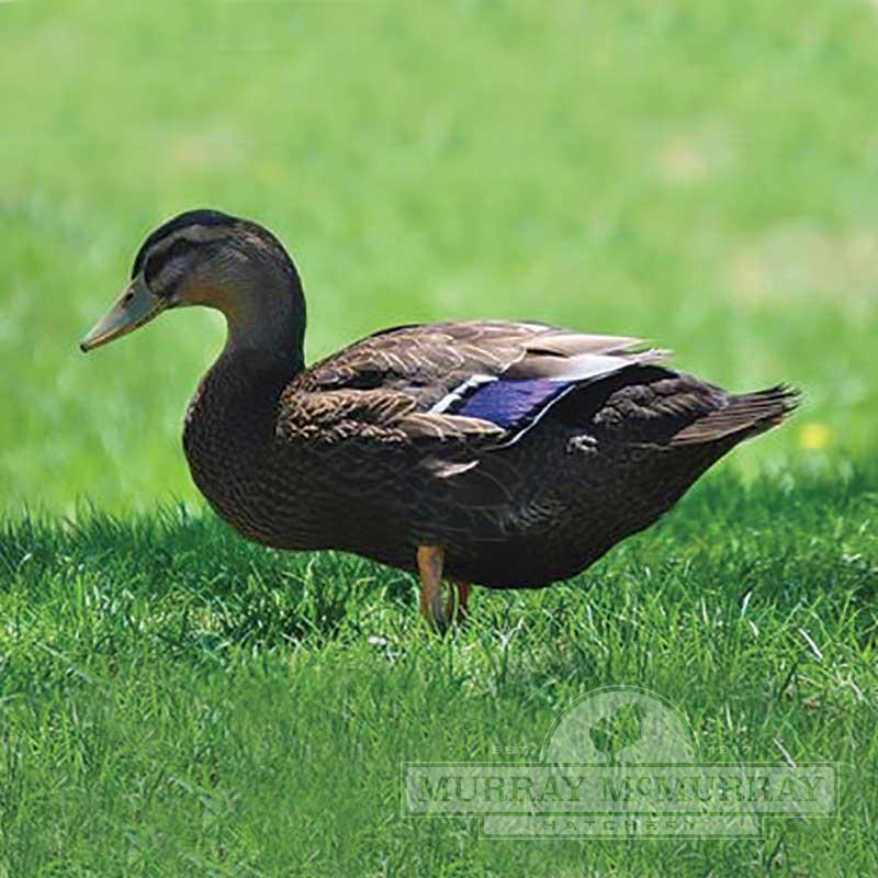 Rouen Duck