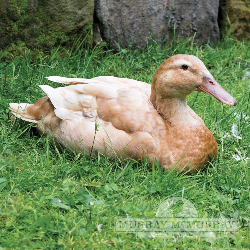 Buff Ducks