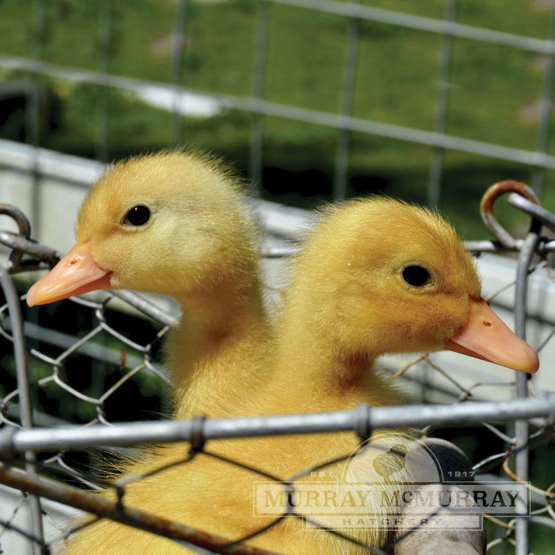 Pekin Duck - White
