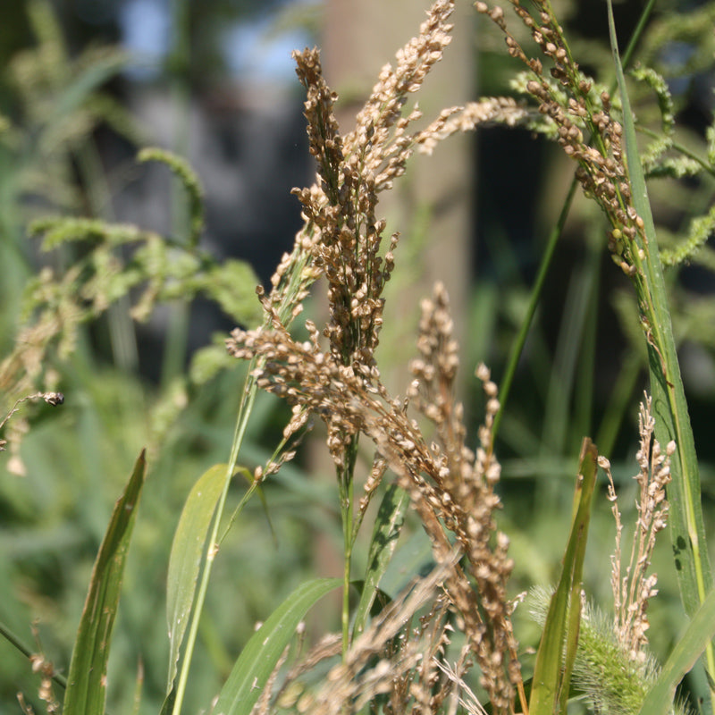 Proso Millet