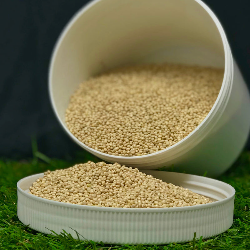 Proso Millet