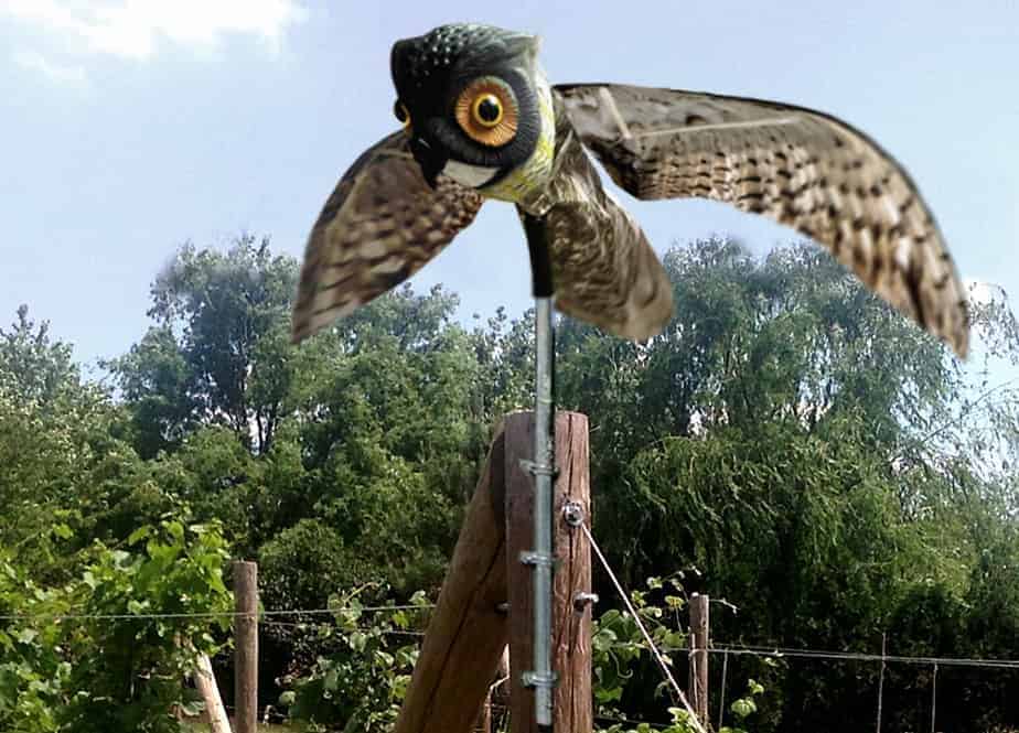 Prowler Owl