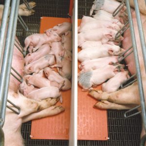 Farrowing Heat Pad - 2' x 5'