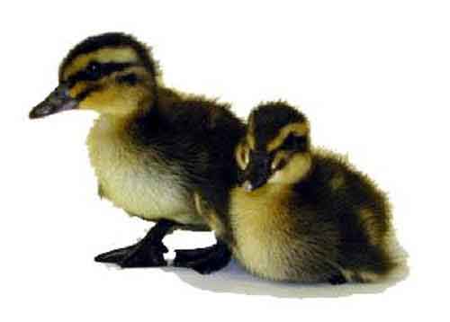 Rouen Duck