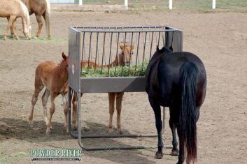 Paddock Feeder - Powder River