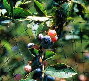 Bird Netting - 3/4" Sq - HD