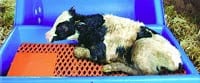 Calf Warmer and Heater