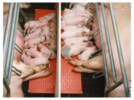 Farrowing Heat Pad - 1' x 5'