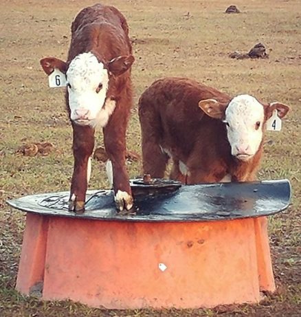 Ground Mineral Feeder - Sioux Steel