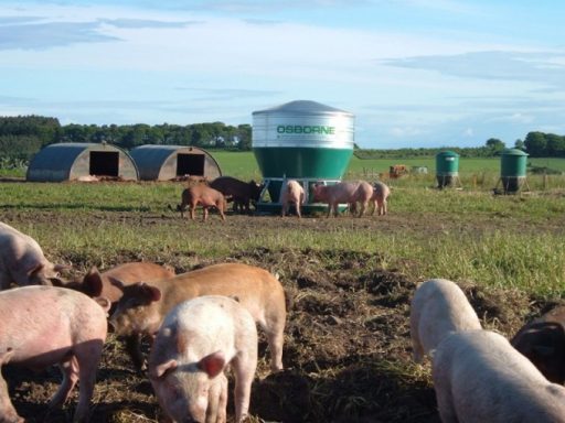 Hog Feeder - 45 bushel
