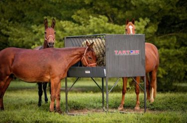 Paddock Hay Feeder for Horses - Tarter