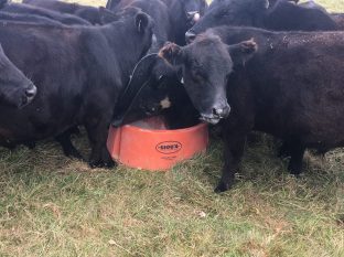 Ground Mineral Feeder - Sioux Steel