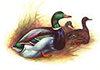 Rouen Duck