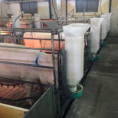 Sow Feeder