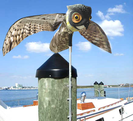 Prowler Owl