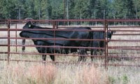 Range Panels - 63' Tall - 1-3/4"