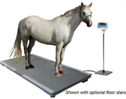 Floor Scale 3,000 pound capacity