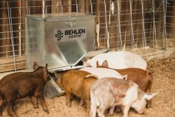 Pigs Eating from Feeder - Another View